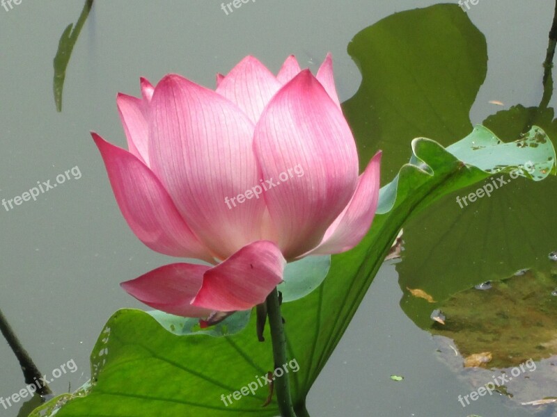 Lotus Green Plant Aquatic Plants Pink