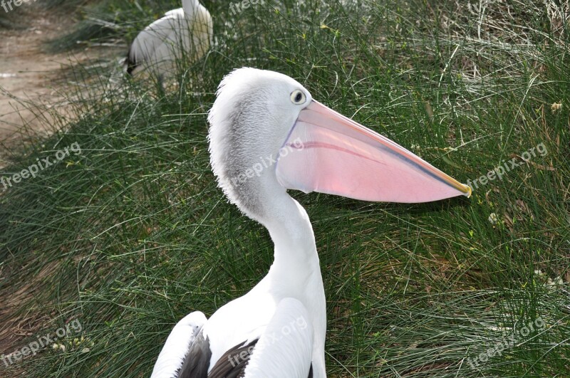 Pelican Bird Wildlife Beak Avian