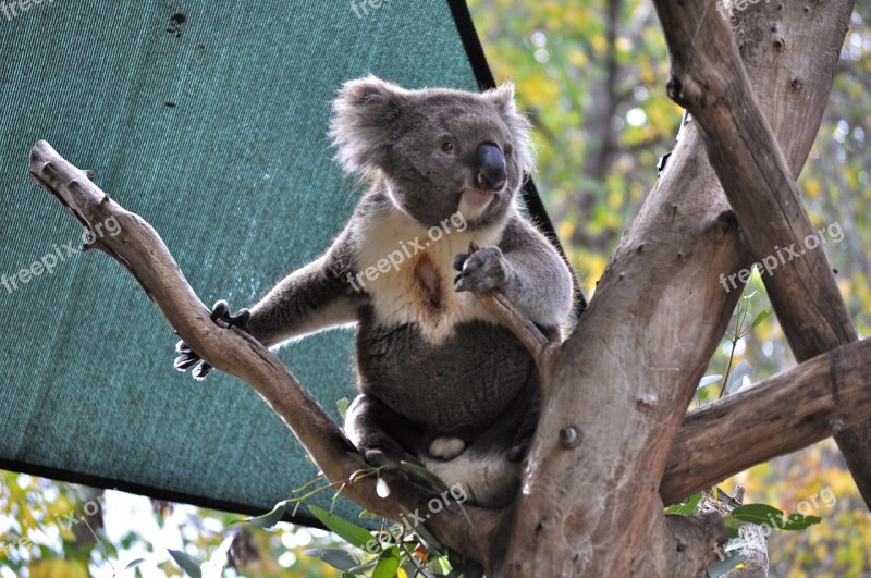 Koala Mammal Bear Zoo Australian