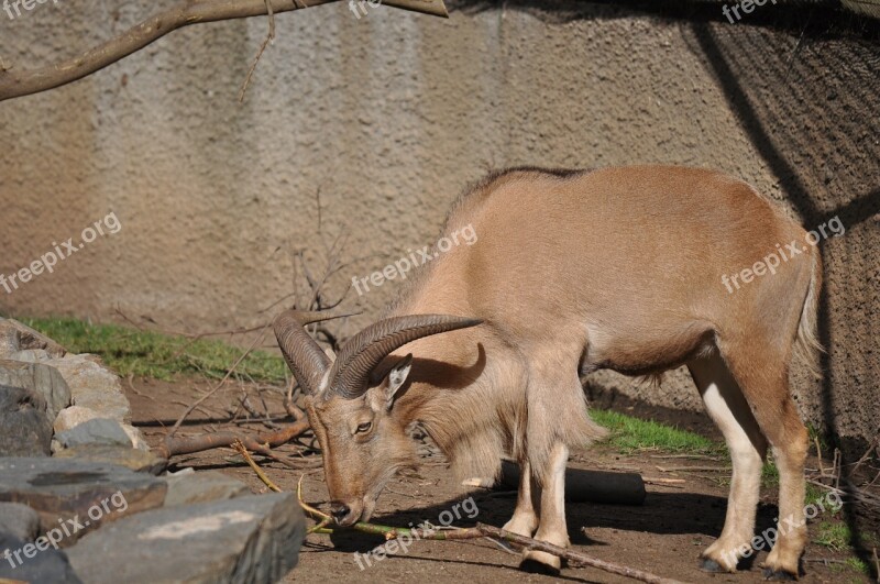 Barbary Sheep Animal Mammal Sheep Goat