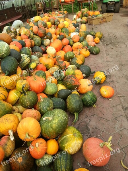 Pumpkin September Autumn Harvest Thanksgiving