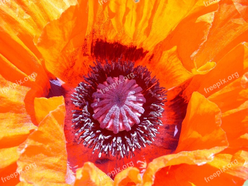 Poppy Blossom Bloom Flower Orange