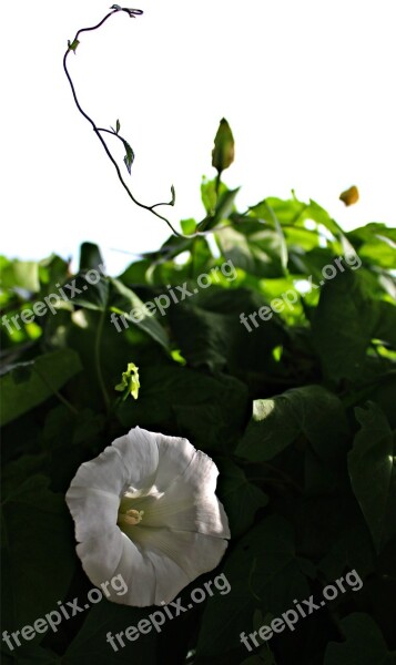 Climber Plant White Blossom Bindweed Plant Make The Most Of