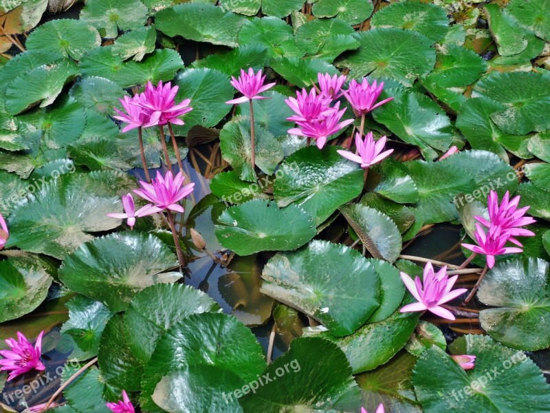 Water Lilies Pink Flower Plant Nature