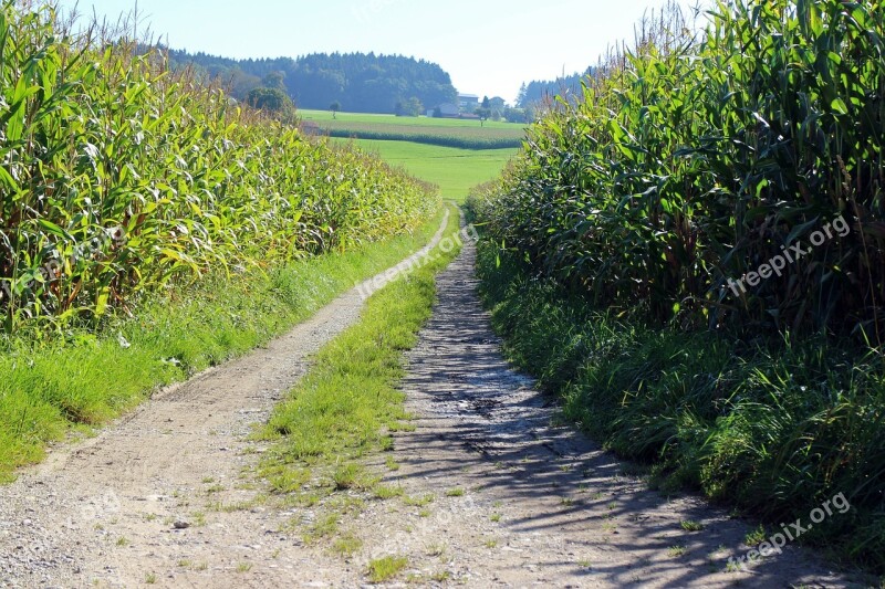 Lane Corn Cornfield Away Dirt Track