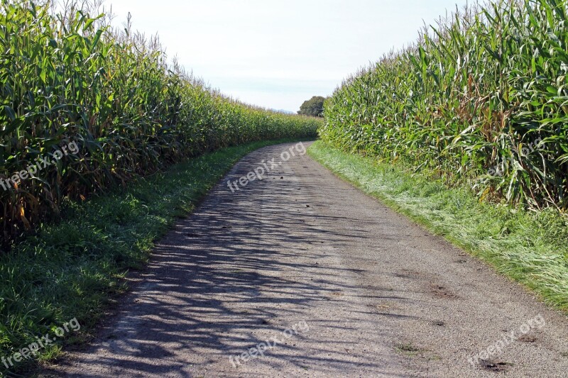 Corn Cornfield Away Road Lane