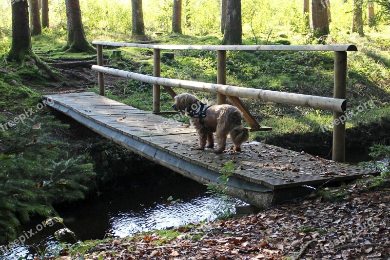 Web Bridge Bach Water Forest