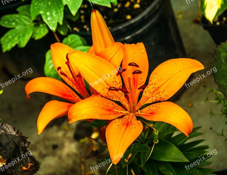 Lily Yellow Blossom Colorful Summer