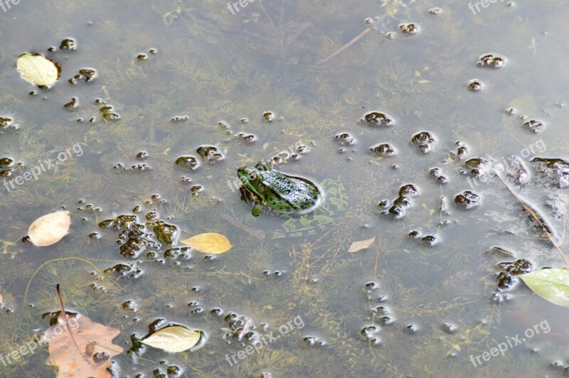 Frog Water Pond Garden Amphibian