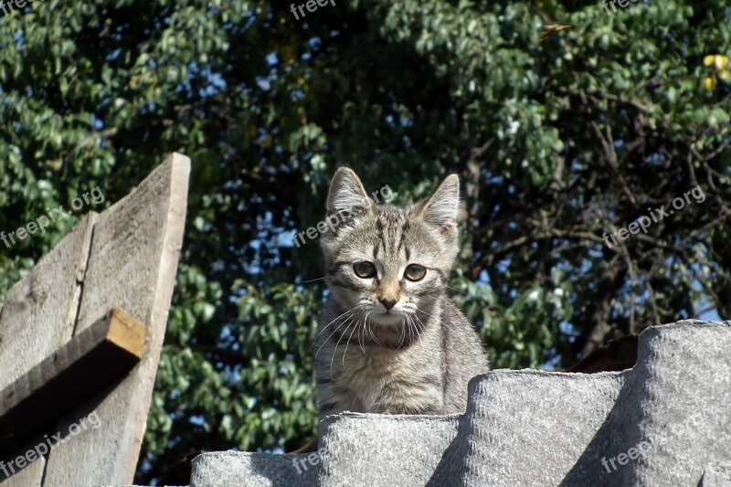 Kitten Cat Striped Animals Grey