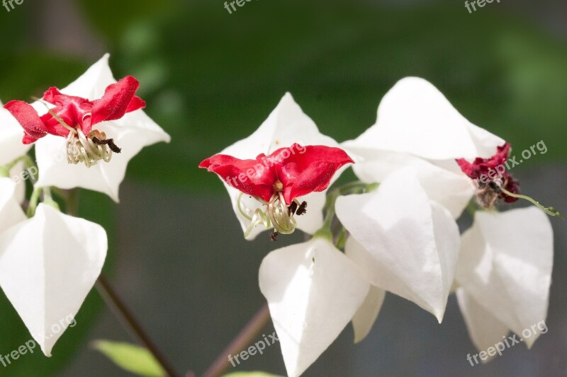 Whorled Thomsoniae Flowers Ornamental Plant Petal Red