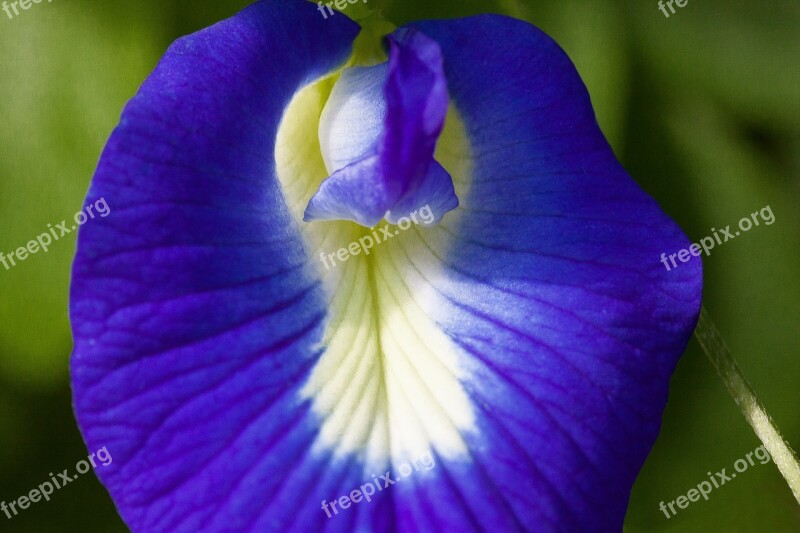 Blue Klitorie Blossom Bloom Clitoria Ternatea Fabaceae