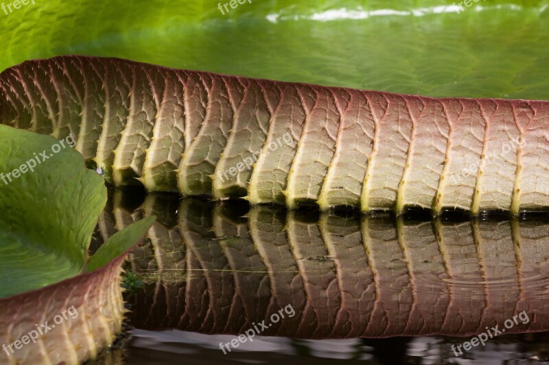 Leaves Water Lily Victoria Cruziana Santa-cruz - Giant Water Lily Lake Rosengewächs