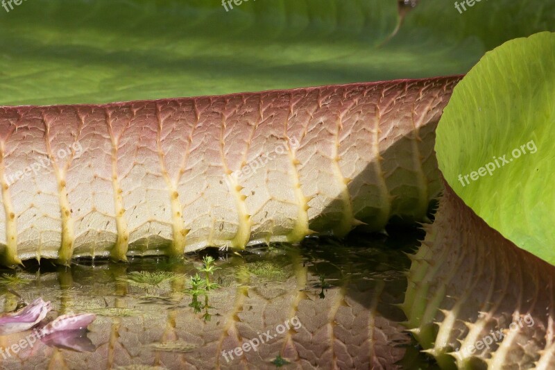 Leaves Water Lily Victoria Cruziana Santa-cruz - Giant Water Lily Lake Rosengewächs