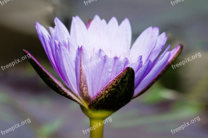 Water Lily Nymphaea Leopardess Lake Rose Aquatic Plants