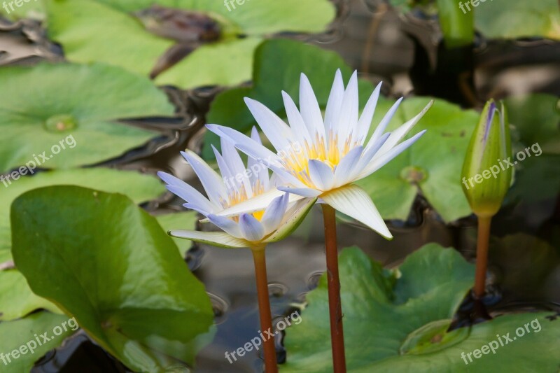 Water Lilies Nymphaea Lake Rose Aquatic Plants Petals