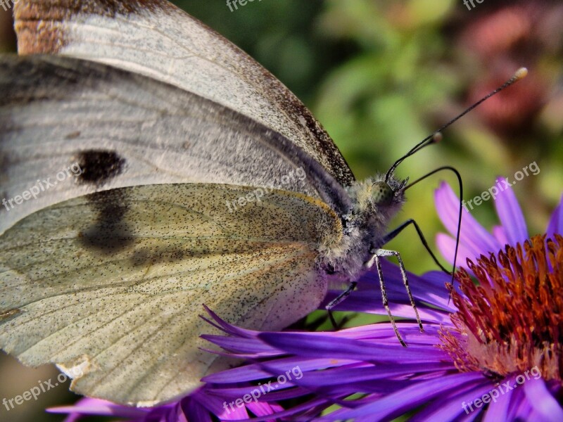 Butterfly Cabbage White Wings Flower Free Photos