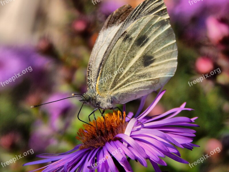 Butterfly Cabbage White Wings Flower Free Photos