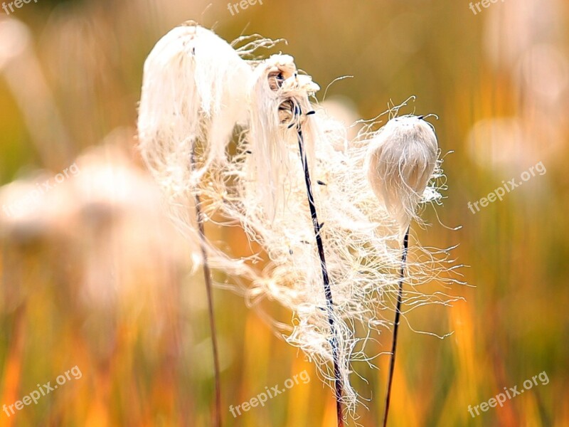 Eriophorum Angustifolium Cotton White Grass Woolly