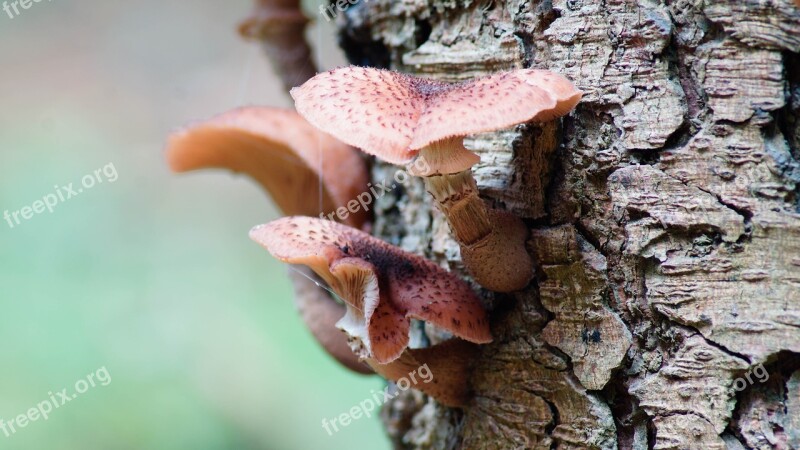 Fungus Tree Bark Fungi Nature