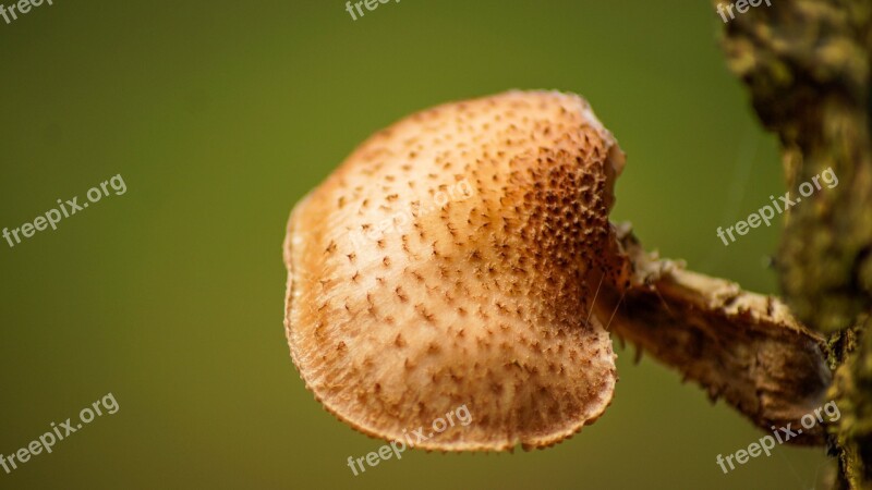 Fungus Tree Nature Plant Wood