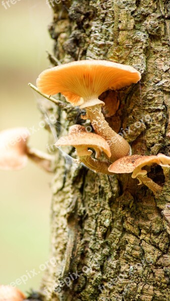 Fungus Tree Bark Fungi Nature