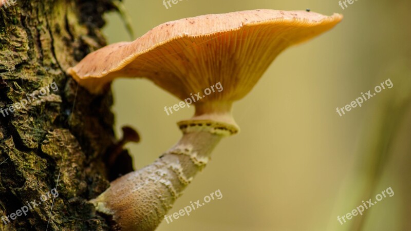 Fungus Tree Nature Plant Wood