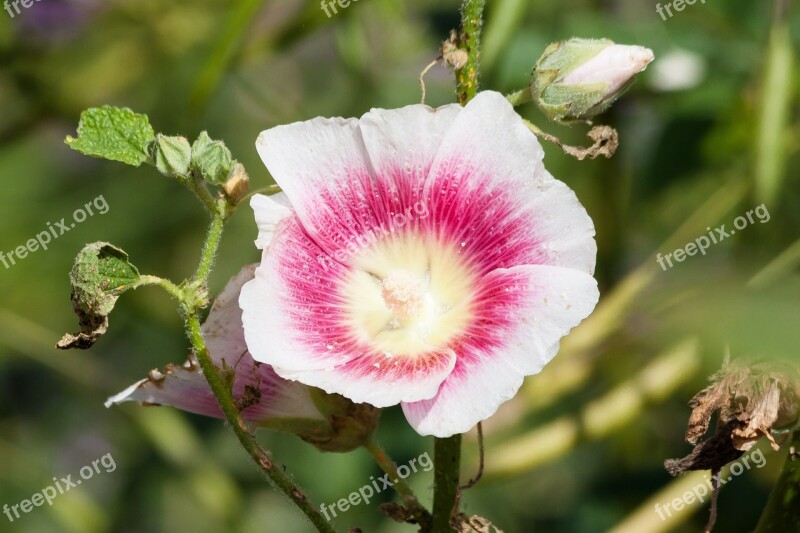 Stock Rose Alcea Rosea Hollyhock Poplar Rose Common Peony