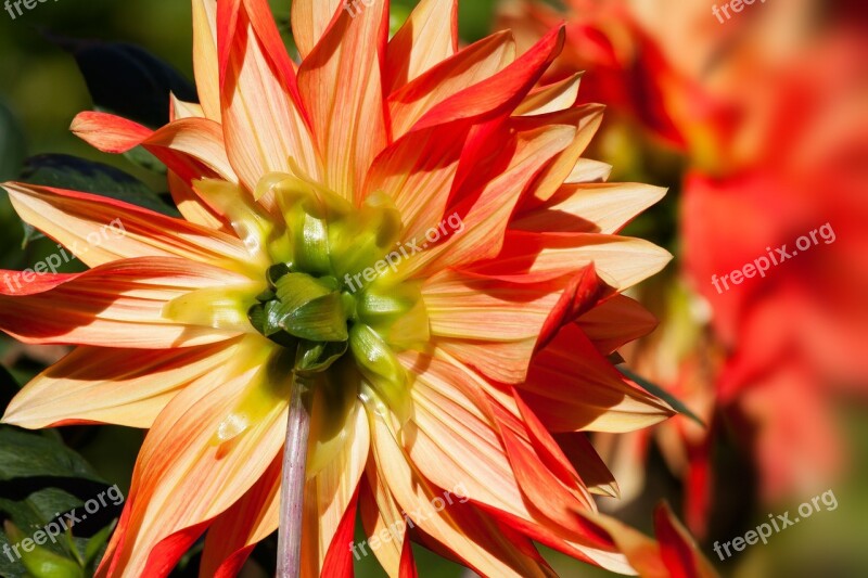 Dahlias Dahlia Geothermal Plant Composites