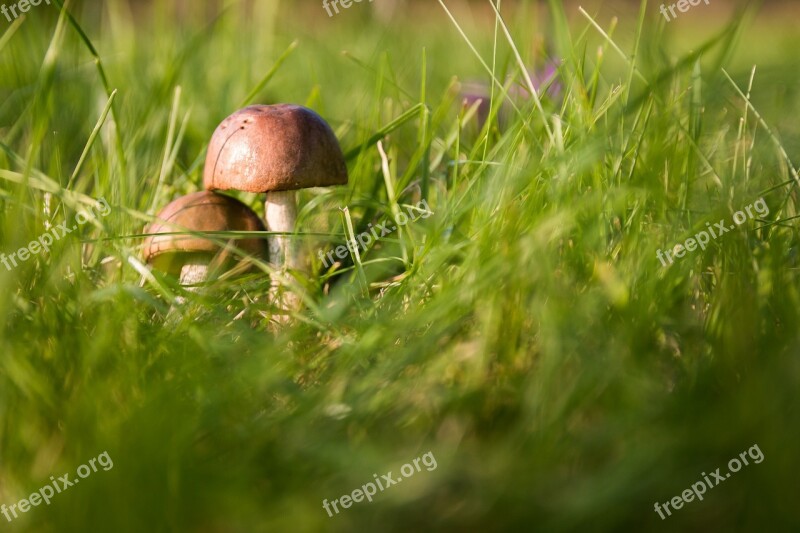 Mushrooms Forest The Collection Of Collect Autumn