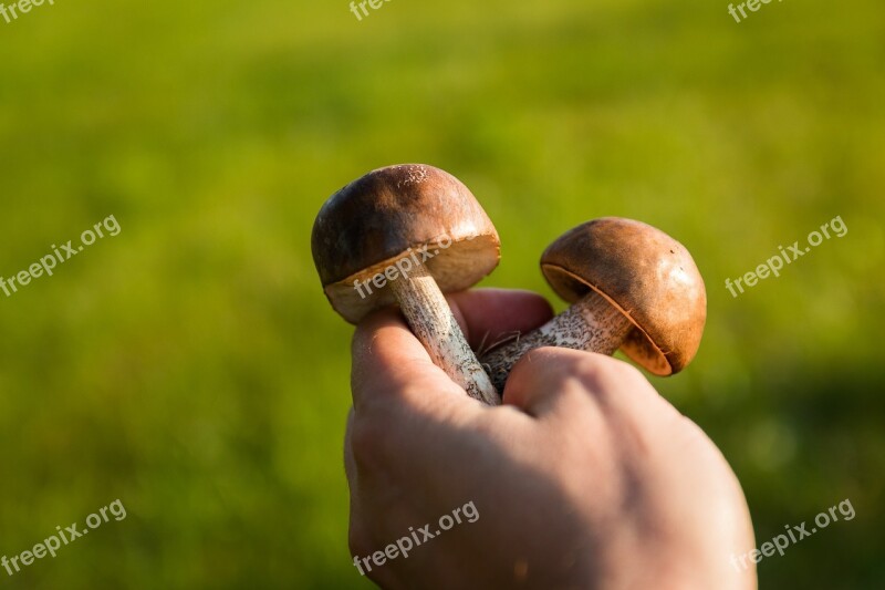 Mushrooms Forest The Collection Of Collect Autumn