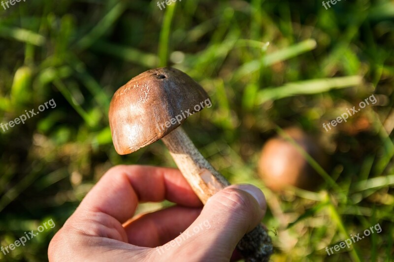 Mushrooms Forest The Collection Of Collect Autumn