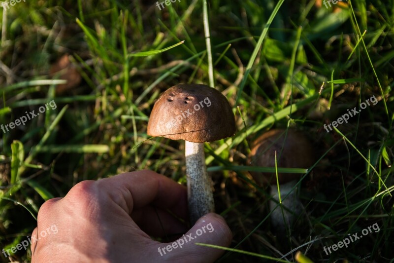 Mushrooms Forest The Collection Of Collect Autumn