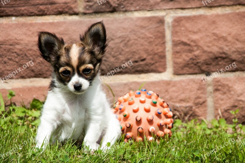 Chihuahua Puppy Animals Dogs Ball