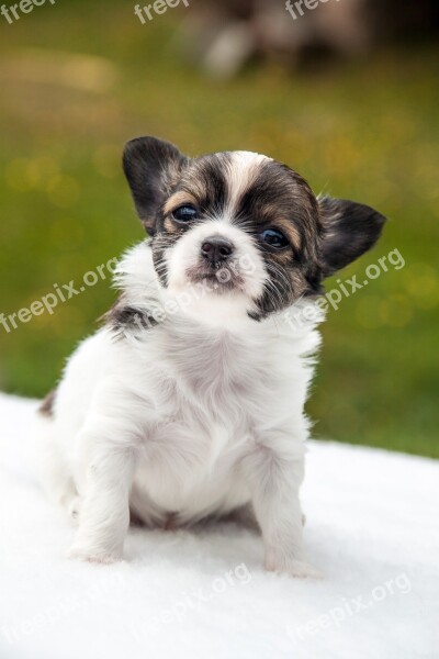 Chihuahua Puppy Animals Dogs Pet