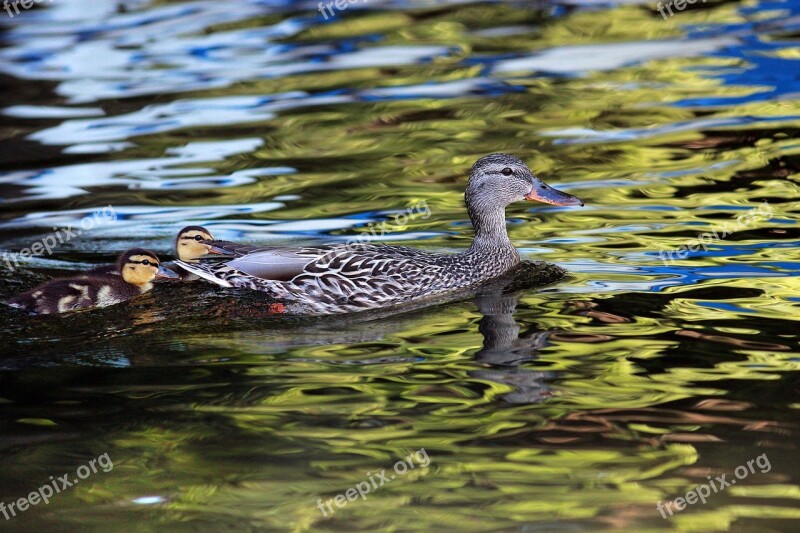 Duck Ducklings Lake Water Young