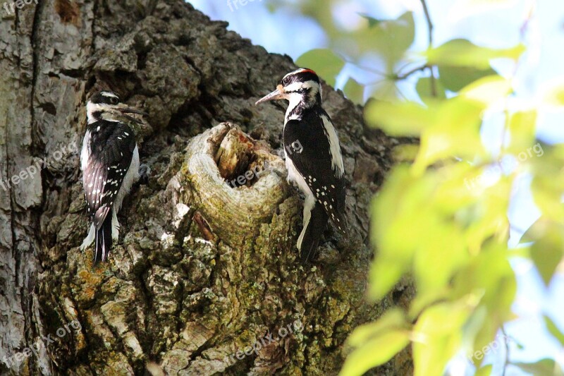 Woodpecker Male Female Nesting Bark