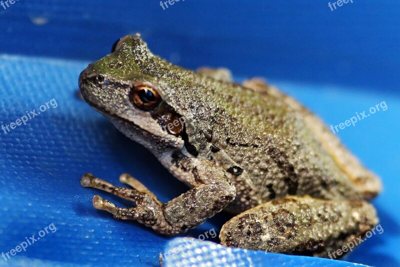 Frog Tree Frog Wildlife Closeup Amphibian