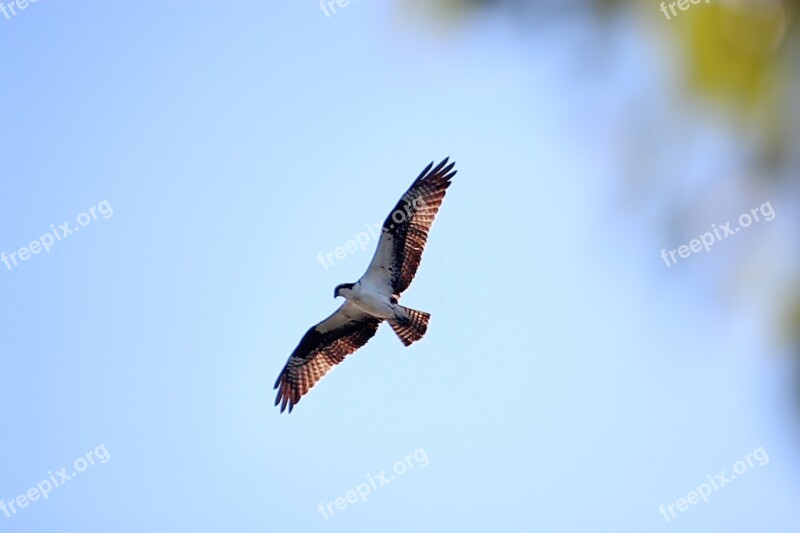 Buteo Bird Of Prey Raptor Sky Flying