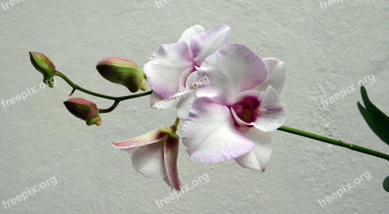 Orchid Flower Pink Rock Orchid White Pink