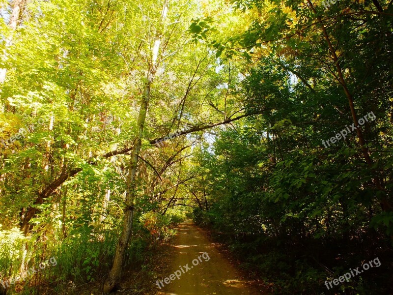 Track Forest Shadow Autumn Branch