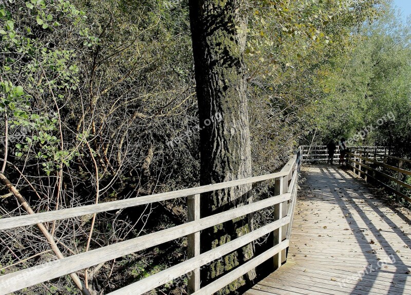 Nature Walk Boardwalk Nature Trail Web