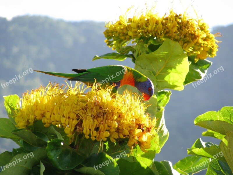 Lorikeet Parrot Colorful Bird Australia