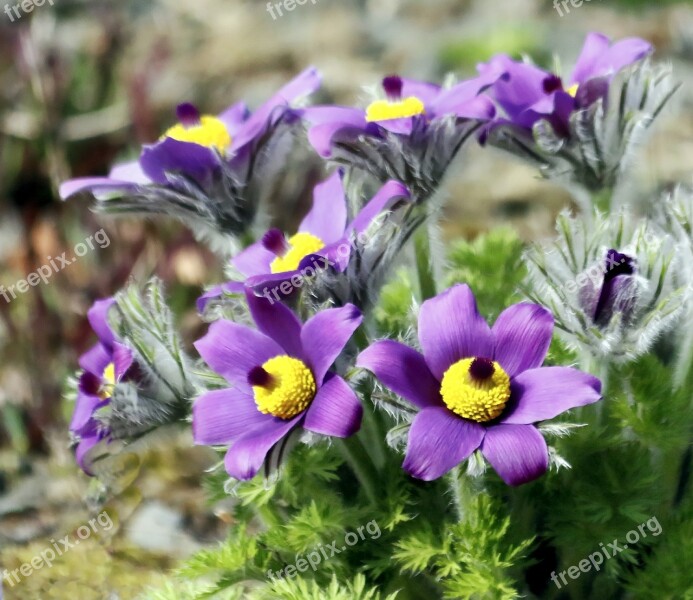 Flower Purple Nature Beauty Beautiful