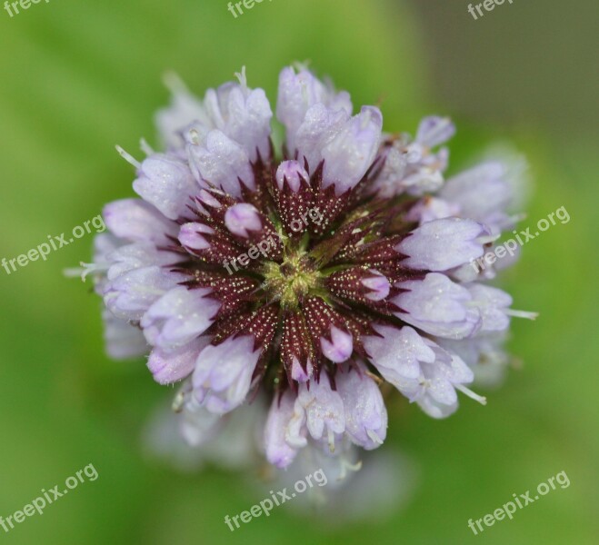 Basil Flower Basil Macro Purple Spices