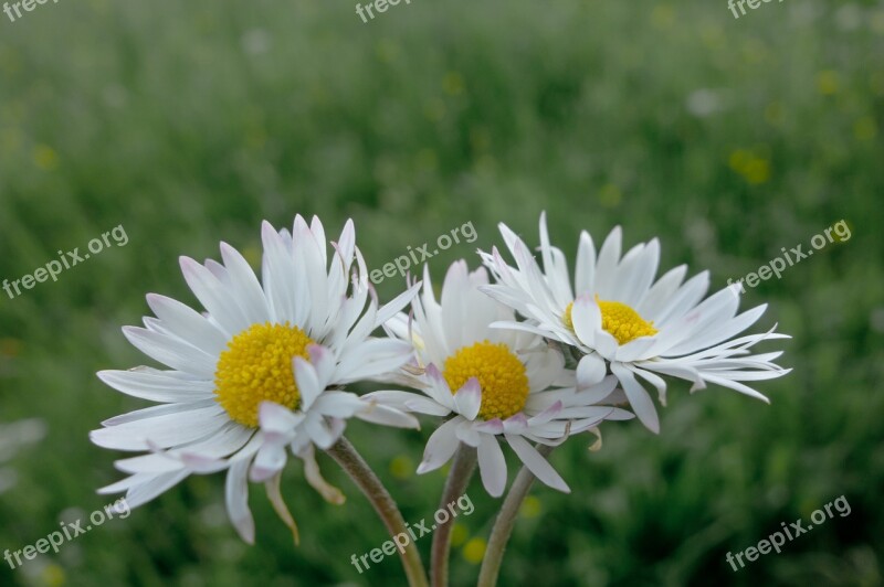 Daisy Flowers Meadow Spring Daisies