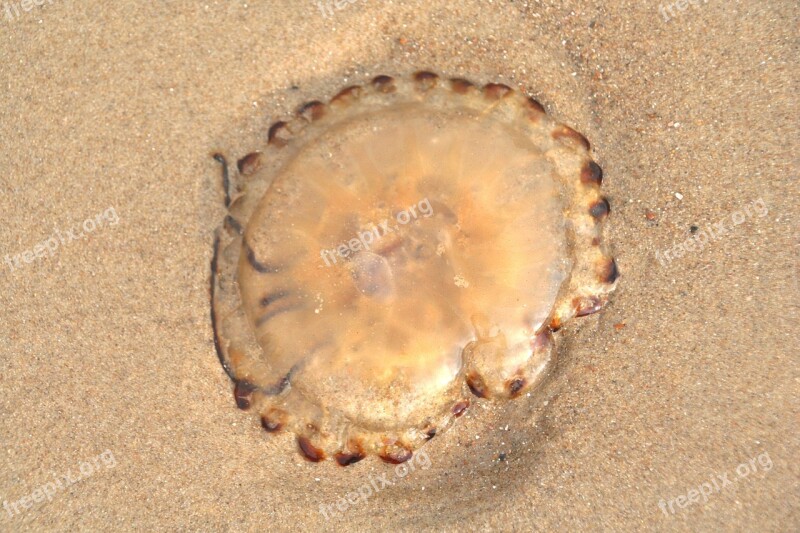 Jellyfish Sand Beach Marine Life Free Photos