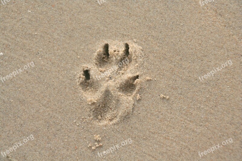 Paw Print Sand Dog Paw Dog Trace