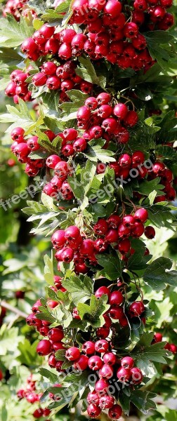 Nature Plant Bird Bed Rowanberries Toxic