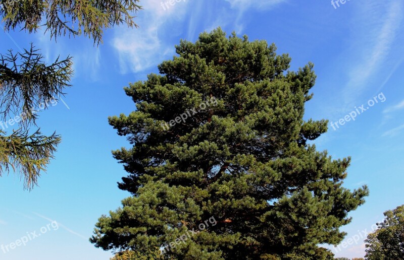 Nature Tree Conifer Pine Sky